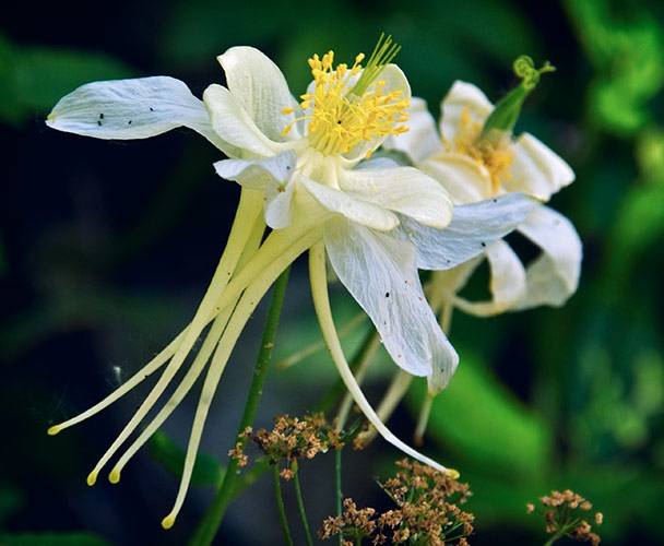 yellow columbine